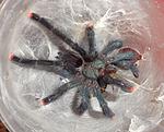 Avicularia geroldi (sub adult) ♂
