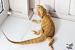     (Hypo Trans leatherback)