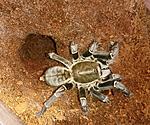 Haplopelma vonwirthi (adult) ♀