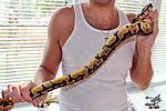 Python regius Vanilla