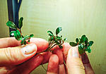 Apple leaf 2