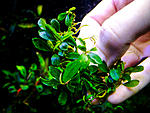 Corona Green