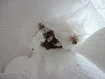 Heteroscodra maculata  2   