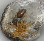 Pterinochilus murinus RCF (6 L)