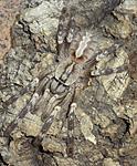 Poecilotheria smithi (adult) ♀