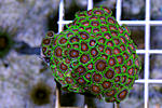 ZOANTHUS SP.