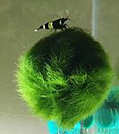 panda A