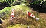 Caridina cf. cantonensis   Crystal Red Shrimp