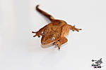   (Rhacodactylus ciliatus)
