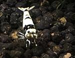 S Caridina cantonensis (bee shrimp) black crystal shrimp