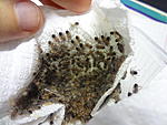  Acanthoscurria geniculata L1  