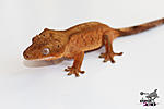   (Rhacodactylus ciliatus)