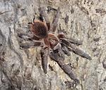 Phormictopus cancerides (7 L) ♂
