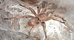 Chilobrachus huahini (adult) ♂