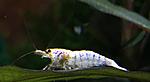 white bee shrimp