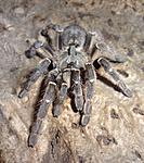 Ceratogyrus darlingi (13 L) ♀