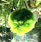 panda A