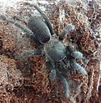 Phlogiellus sp. palawan (11 L) ♀