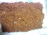 Hysterocrates gigas (1 L)    10 