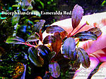 Esmeralda Red