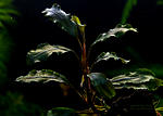 Bucephalandra sp. Black Mist