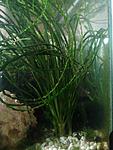   (Cryptocoryne crispatula)