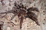 Hysterocrates gigas (adult) ♀