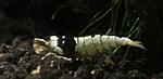 SS black crystal shrimp