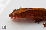   (Rhacodactylus ciliatus)