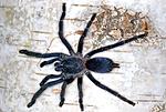 Phlogiellus sp. palawan ♀