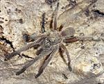 Chilobrachys sp. Prachuap khiri khan (adult) ♂