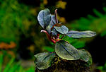 Bucephalandra sp. Flamingo Borneo