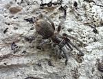 Phormictopus cancerides (6 L) ♀