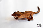   (Rhacodactylus ciliatus)