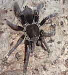 Hysterocrates hercules (adult) ♀