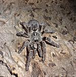 Ceratogyrus darlingi (13 L) ♀