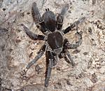 Hysterocrates hercules (adult) ♀