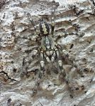 Poecilotheria subfusca (10 L) ♀