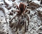 Phormictopus cancerides (7 L) ♂