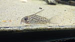 Corydoras Loretoensis WF.