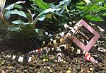Caridina cantonensis (bee shrimp)