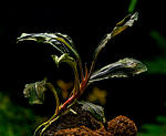 Bucephalandra sp. Medusa