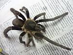 Hysterocrates gigas (adult) ♂