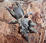 Phlogiellus sp. palawan (11 L) ♀