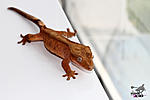   (Rhacodactylus ciliatus)