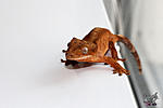   (Rhacodactylus ciliatus)