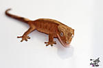   (Rhacodactylus ciliatus)