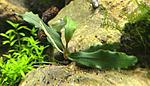 Bucephalandra. sp. Blue Titan