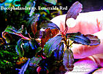 Esmeralda Red