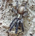 Poecilotheria metallica (10 L) ♀